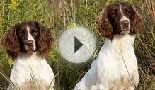 Top 10 Most Amazing Facts About The English Springer