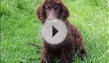 [ Video ] All About American Water Spaniel | Dog Breed