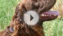 [ Video ] Profile : Boykin Spaniel | Dog Breed | Boykin