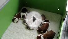 Welsh Springer Spaniel pups