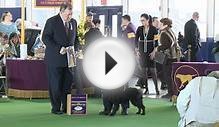 Westminster Kennel Club Sporting American Water Spaniels